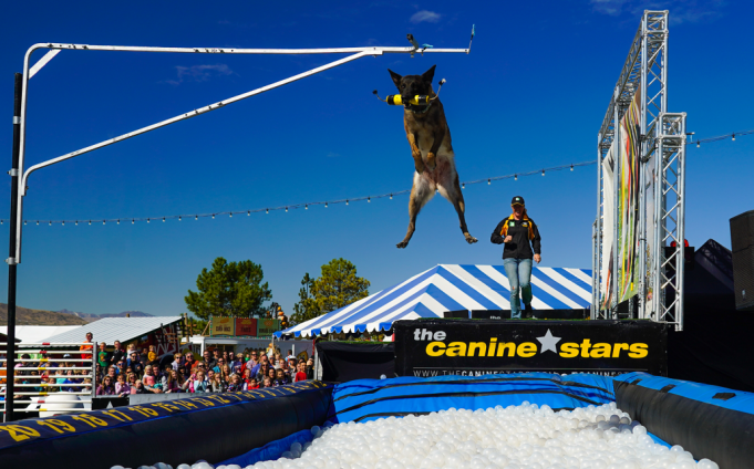 The Canine Stars Stunt Dog Show
